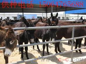 二驴爆料聊城事件视频,揭秘聊城事件背后真相  第2张